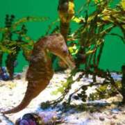 ヒメ日記 2025/12/14 22:33 投稿 夏枝(なつえ占めしたくなる美貌 五十路有閑マダム～沖縄店～