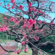 ヒメ日記 2026/01/28 14:12 投稿 夏枝(なつえ占めしたくなる美貌 五十路有閑マダム～沖縄店～