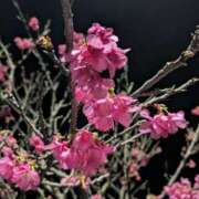 ヒメ日記 2026/02/04 10:42 投稿 夏枝(なつえ占めしたくなる美貌 五十路有閑マダム～沖縄店～