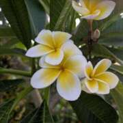 ヒメ日記 2026/02/10 15:42 投稿 夏枝(なつえ占めしたくなる美貌 五十路有閑マダム～沖縄店～