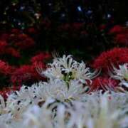 ヒメ日記 2025/08/03 20:36 投稿 黒崎（くろさき） 熟女の風俗最終章 大宮店