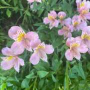 ヒメ日記 2025/10/06 12:55 投稿 黒崎（くろさき） 熟女の風俗最終章 大宮店