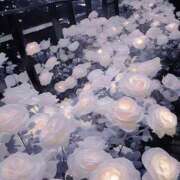 ヒメ日記 2025/08/29 21:14 投稿 蝶羽 桃李（とうり）