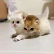 葵ももな 猫派？犬派？ 全裸美女からのカゲキな誘惑