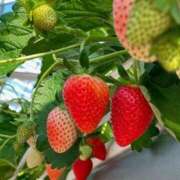 ヒメ日記 2026/01/25 17:25 投稿 葵ももな 全裸美女からのカゲキな誘惑