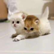 練馬ももな 猫派？犬派？ THE痴漢電車.com