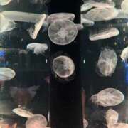 ヒメ日記 2025/08/30 20:55 投稿 重野まほ 全裸美女からのカゲキな誘惑