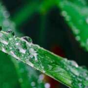 ヒメ日記 2025/08/10 12:36 投稿 (コスパ)相沢まきこ/地元出身 風俗イキタイいわき店