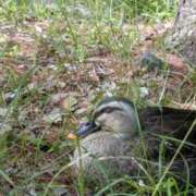 ヒメ日記 2025/08/25 10:40 投稿 みく 君とふわふわプリンセスin立川