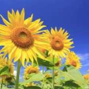 ヒメ日記 2025/08/02 12:50 投稿 市川はるみ 五十路マダム　広島店