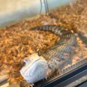 ヒメ日記 2025/11/22 09:09 投稿 三枝 海香 30代40代50代と遊ぶなら博多人妻専科24時