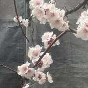 ヒメ日記 2026/03/22 17:56 投稿 入間 熟女の風俗最終章　鶯谷店