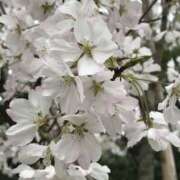 ヒメ日記 2025/07/30 12:30 投稿 まみ ちゃんこ東大阪 布施・長田店