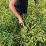 ヒメ日記 2025/08/26 07:55 投稿 リオナ ミセスClub