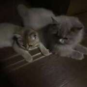 ヒメ日記 2025/10/06 20:14 投稿 つみまる イクイクサークル鶯谷店