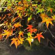 ヒメ日記 2025/11/22 23:04 投稿 あんず 池袋おかあさん