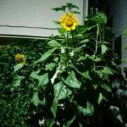 ヒメ日記 2025/09/24 07:49 投稿 山田 鶯谷デッドボール