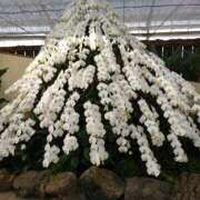 ヒメ日記 2025/11/07 08:39 投稿 山田 鶯谷デッドボール