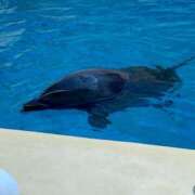 ヒメ日記 2025/08/11 14:07 投稿 あゆむ ミルクハート（ユメオト）