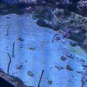 ヒメ日記 2025/08/17 21:09 投稿 あゆむ ミルクハート（ユメオト）