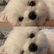 ヒメ日記 2025/09/16 23:30 投稿 あゆむ ミルクハート（ユメオト）