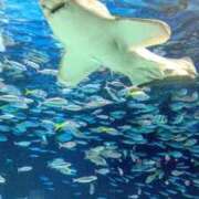 ヒメ日記 2025/08/12 20:56 投稿 めぐみ 池袋おかあさん