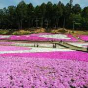 ヒメ日記 2026/03/14 08:42 投稿 めぐみ 池袋おかあさん