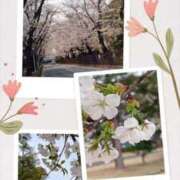 ヒメ日記 2026/03/31 09:34 投稿 めぐみ 池袋おかあさん