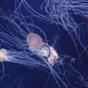 ヒメ日記 2026/04/02 18:44 投稿 めぐみ 池袋おかあさん