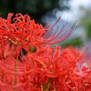 ヒメ日記 2025/09/25 05:42 投稿 大林亜希子 五十路マダム 愛されたい熟女たち 高松店