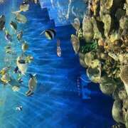 つばき 出勤‼️ あるまぎ！