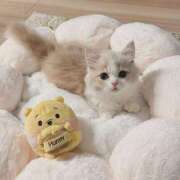 ヒメ日記 2025/08/06 22:02 投稿 なな【ハイスペック美女】 STELLA TOKYO－ステラトウキョウ－