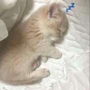 ヒメ日記 2025/08/17 23:02 投稿 なな【ハイスペック美女】 STELLA TOKYO－ステラトウキョウ－