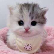 ヒメ日記 2025/08/22 03:06 投稿 なな【ハイスペック美女】 STELLA TOKYO－ステラトウキョウ－