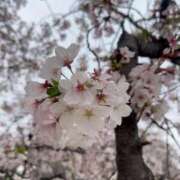 ヒメ日記 2026/04/07 22:10 投稿 なな【ハイスペック美女】 STELLA TOKYO－ステラトウキョウ－