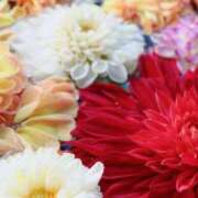 ヒメ日記 2025/09/05 12:59 投稿 いろは 豊満奉仕倶楽部