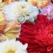 ヒメ日記 2025/09/05 12:58 投稿 いろは 人妻熟女奉仕倶楽部