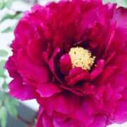 ヒメ日記 2025/09/26 08:20 投稿 いろは 人妻熟女奉仕倶楽部