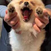 ヒメ日記 2026/03/03 23:29 投稿 あすな 吉原ファーストレディ