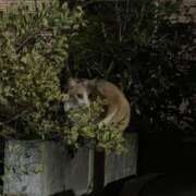 ヒメ日記 2026/01/26 05:02 投稿 りぜ「りぜ」 ピュアセレクラブ