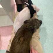 ヒメ日記 2026/02/03 05:29 投稿 りぜ「りぜ」 ピュアセレクラブ