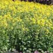 ヒメ日記 2026/02/26 05:52 投稿 とねり 新宿サンキュー