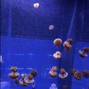 ヒメ日記 2025/08/12 17:56 投稿 れん 千葉柏ちゃんこ