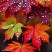 ヒメ日記 2025/11/18 09:22 投稿 あんず 熟女の風俗最終章 宇都宮店