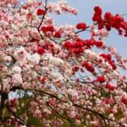 ヒメ日記 2026/01/14 20:51 投稿 あんず 熟女の風俗最終章 宇都宮店