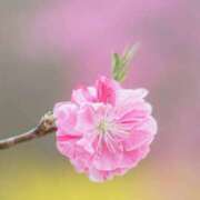 ヒメ日記 2026/02/02 11:31 投稿 あんず 熟女の風俗最終章 宇都宮店