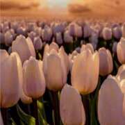 ヒメ日記 2026/03/11 21:01 投稿 あんず 熟女の風俗最終章 宇都宮店