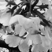 ヒメ日記 2026/03/29 20:11 投稿 あんず 熟女の風俗最終章 宇都宮店