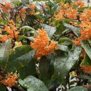 ヒメ日記 2025/10/26 21:34 投稿 太田みすず 麗しいマダム