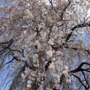 ヒメ日記 2026/03/30 20:24 投稿 太田みすず 麗しいマダム